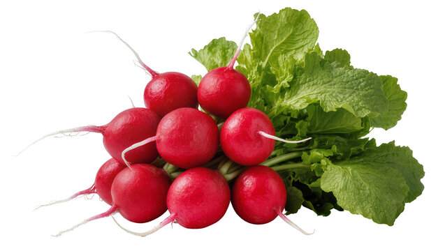 Bunch of red radishes with green leaves