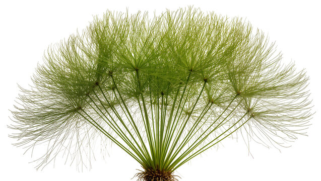 Green papyrus plant with radiating fine leaves and stems