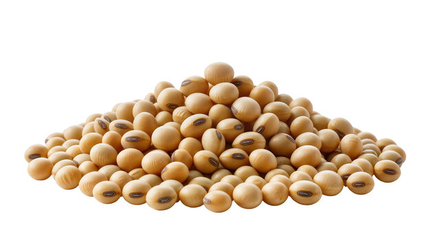 Heap of dried soybeans with characteristic dark hilum