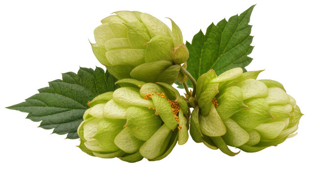 Green hop cones with leaves and lupulin glands