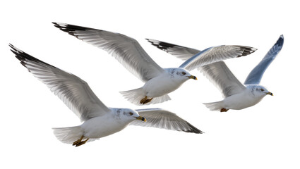 Fototapeta premium Three seagulls flying with wings spread wide