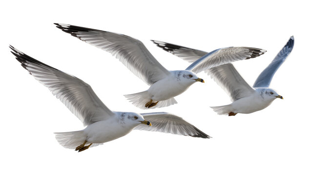 Three seagulls flying with wings spread wide