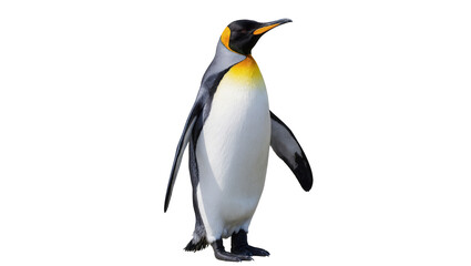King penguin standing upright with yellow neck patch © Sophia