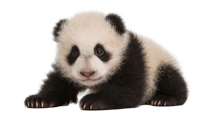 Cute baby panda lying down with black and white fur © Sophia