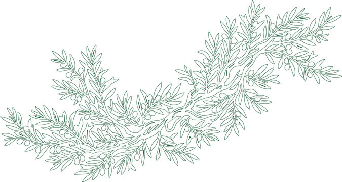 Elegant olive branch wreath vector, delicate botanical olive tree foliage illustration, natural green olive leaf garland design element, Mediterranean plant art for branding and decor isolated