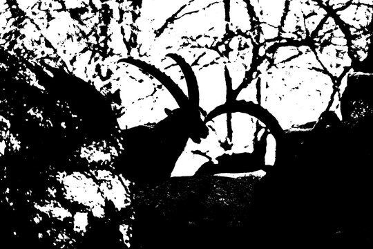 Silhouette von zwei Steinb&ouml;cken in den Alpen &ndash; Schwarz-Wei&szlig;-Grafikkontrast im Wald
