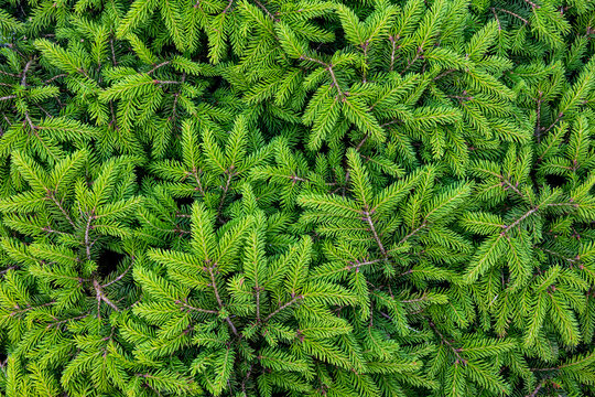 Green spruce branches background. Fresh conifer twigs texture. Natural evergreen pine tree foliage pattern close up.