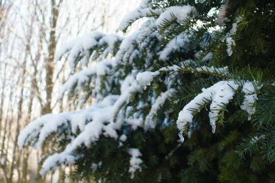 Branches of common yew covered with melting snow in mid December
