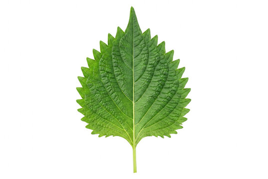 Fresh Green Shiso Leaf with Detailed Serrated Edges