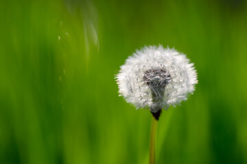 Common dandelion © Patrick