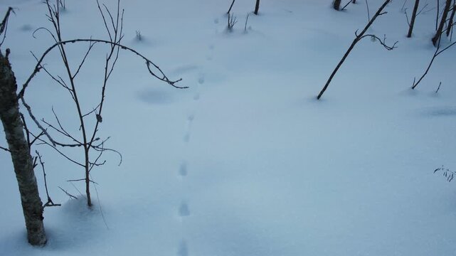 Traces of fox, little beast in the snow. Fox footprints in the deep snow. Follow the trail of wild animals in winter season. Animal tracking, snow print identification. Identifying. Identify