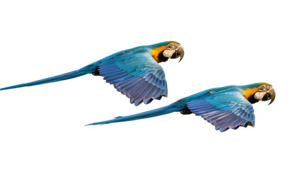 Two Blue and Yellow Macaws Flying © Leon