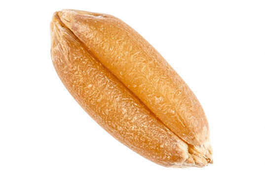 Detailed macro view of a single wheat kernel