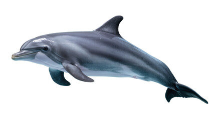 Obraz premium Gray dolphin swimming gracefully with sleek body and fins