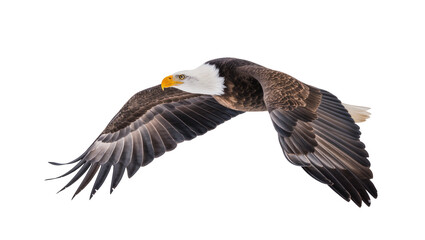 Obraz premium Bald eagle bird with spread wings flying