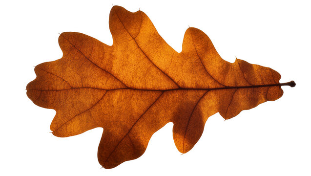 Brown Oak Leaf with Visible Veins and Lobes