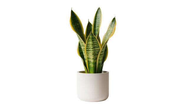 Sansevieria trifasciata plant in white pot