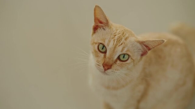 Close-up of a beautiful light orange cat gazing straight into the camera with a cute and innocent expression. Charming feline portrait showcasing curiosity, affection, and pet companionship.