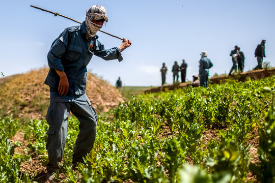 Afghan police officers destroying opium poppy flowers fields near Faizabad city in Afghanistan