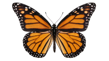 Monarch butterfly with orange black and white wings © Leon