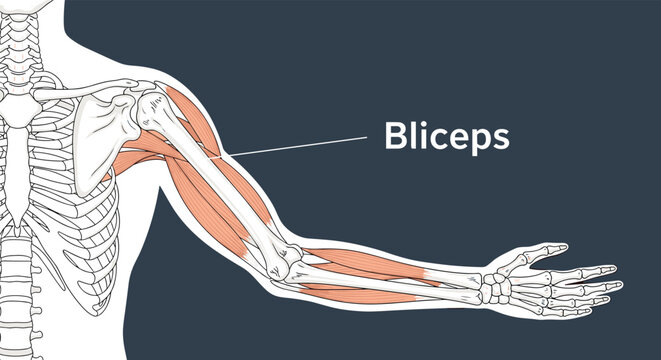 Anatomical diagram of a human arm highlighting the biceps muscle and bone structure on dark background for sports medicine and fitness study.