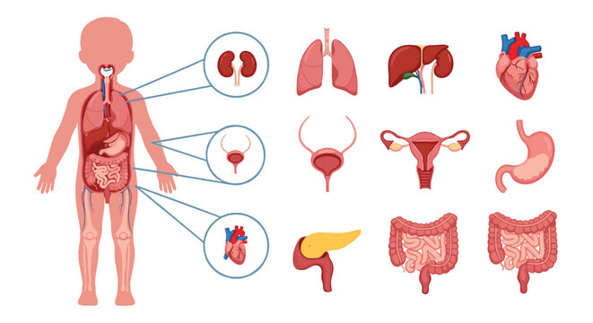 Comprehensive human body organ system infographic showing the internal anatomy of a child with detailed organ icons on the side.