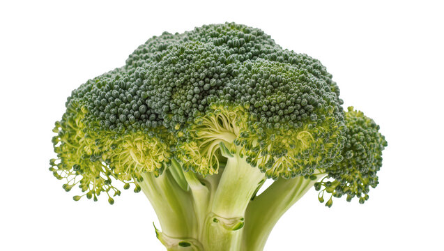 Fresh broccoli florets with thick green stems