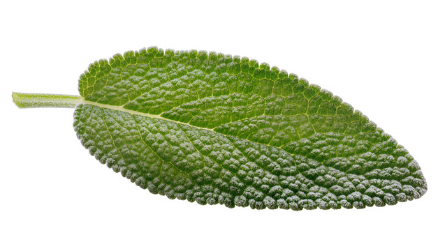 Green sage leaf with textured surface and serrated edge