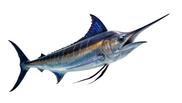 Blue Marlin Fish with Spear-like Bill and Blue Dorsal Fin