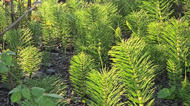 Horsetail or Marestail (Equisetum) living fossil plants in West Wales, with golden evening sunlight.