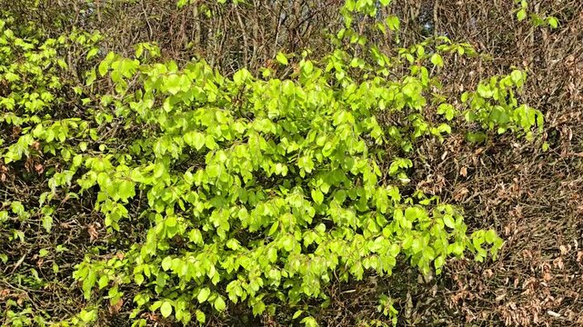 Fresh young green leaves on a Beech (Fagus sylvatica) hedge fluttering in the wind, pan up.