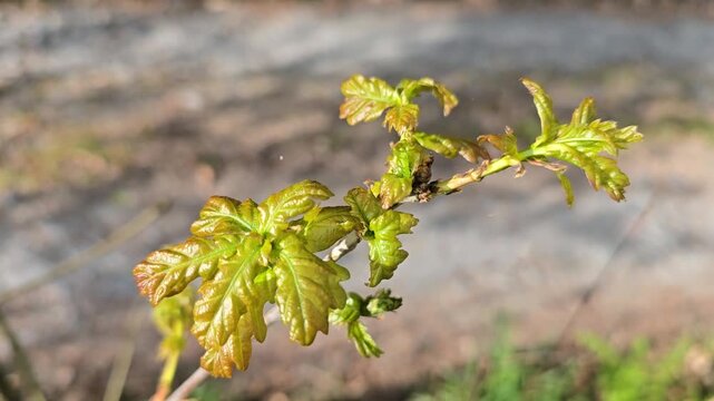Fresh young leaves on Oak tree(Quercus Robur) sapling, fluttering in the wind.