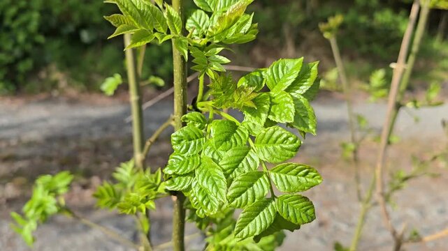 Fresh young leaves on Ash tree (Fraxinus excelsior) sapling, fluttering in the wind.