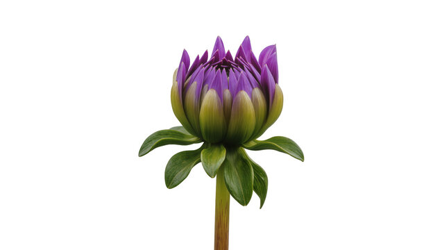 Purple dahlia flower bud with green sepals and leaves