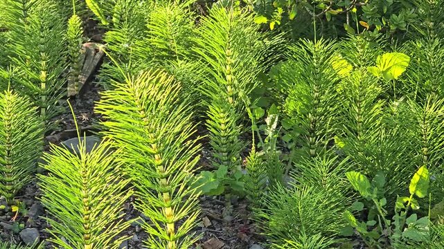 Horsetail or Marestail (Equisetum) living fossil plants in West Wales, with golden evening sunlight, camera movement.