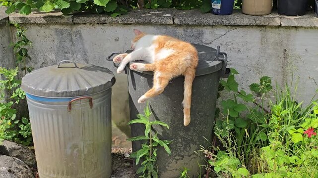 Ginger and white cat sleeping on bin 2