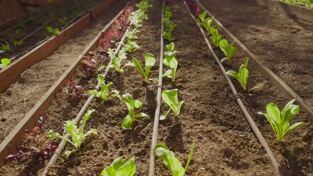 Home garden with lettuce seedlings growing in rows. Drip irrigation lines in plant bed. Organic garden soil. Home made in backyard. Sustainability lifestyle. Farm or personal gardening community