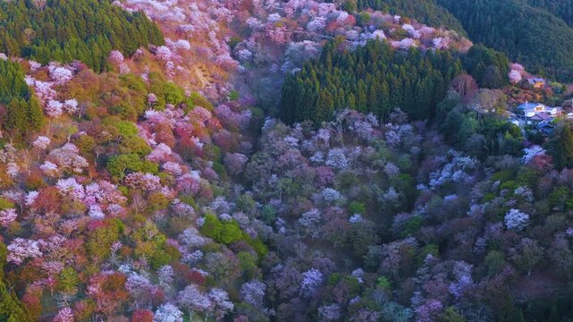 Mt Yoshino, 30,000 Sakura Trees Bloom in Spring in Japan, Aerial View