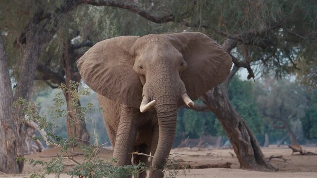 African elephant feeding on a fallen tree branch in Mana Pools National Park