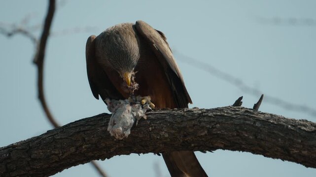 Bird of prey feeding on prey on a tree branch in Hwange National Park Zimbabwe