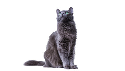 Fluffy gray cat with green eyes looking up © Laura