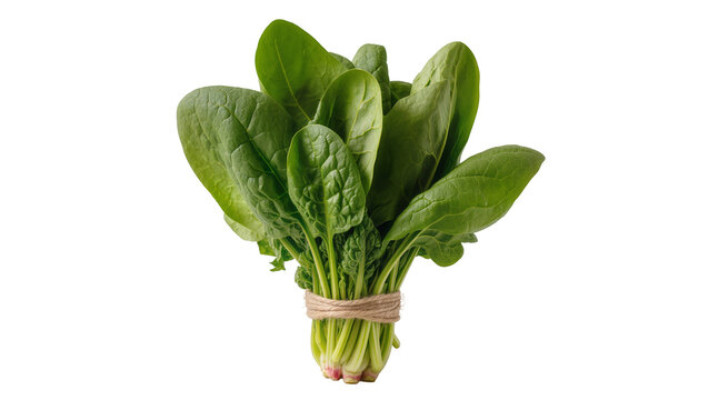 Fresh green spinach leaves tied with twine