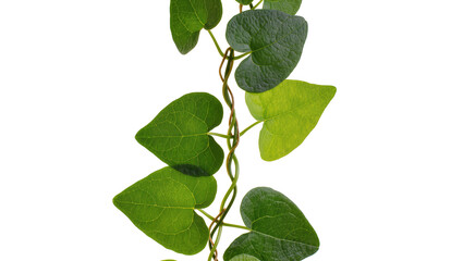 Fototapeta premium Green vine with heart-shaped leaves twisting on stem