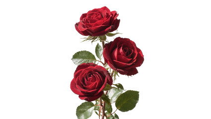 Fototapeta premium Three deep red roses with green leaves on stem