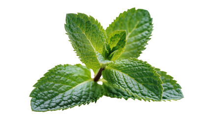 Fresh green mint leaves with serrated edges © Laura