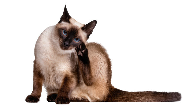 Siamese cat scratching ear with paw blue eyes, cream and brown fur