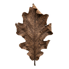 Fototapeta premium Crisp Brown Dead Oak Leaf with Brittle Cracks for Dry Autumn Texture Concepts