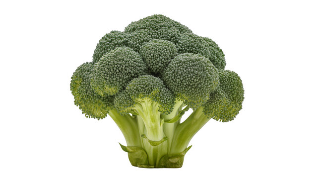 Fresh green broccoli head with florets and thick stem