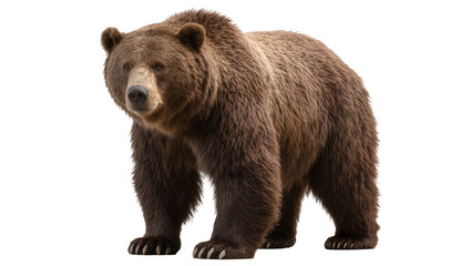 Fototapeta premium Brown grizzly bear standing on white