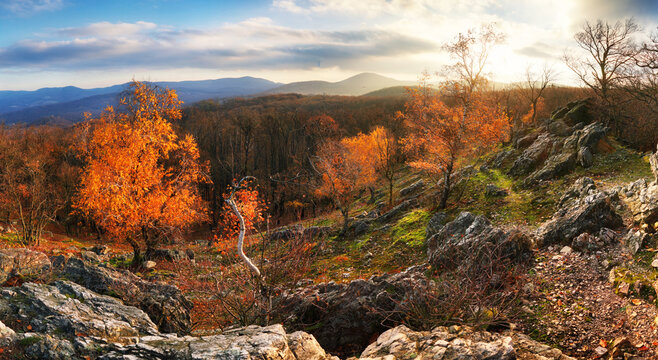 Autumn birch forest with golden leaves in bright sunset ligh in mountain panoramic view.
